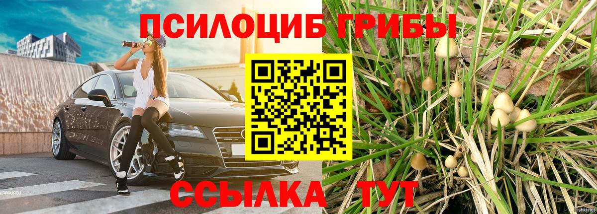 Галлюциногенные грибы Psilocybine cubensis  Вход с VPN  Санкт-Петербург 